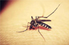 40 Dengue cases in Dakshina Kannada in past two years